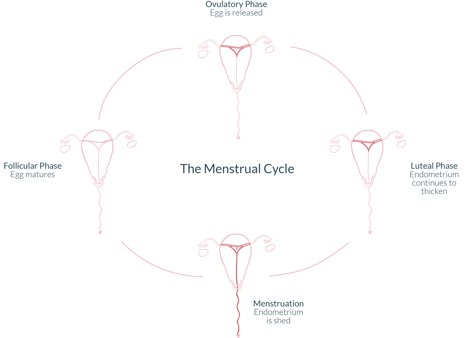 The menstrual cycle