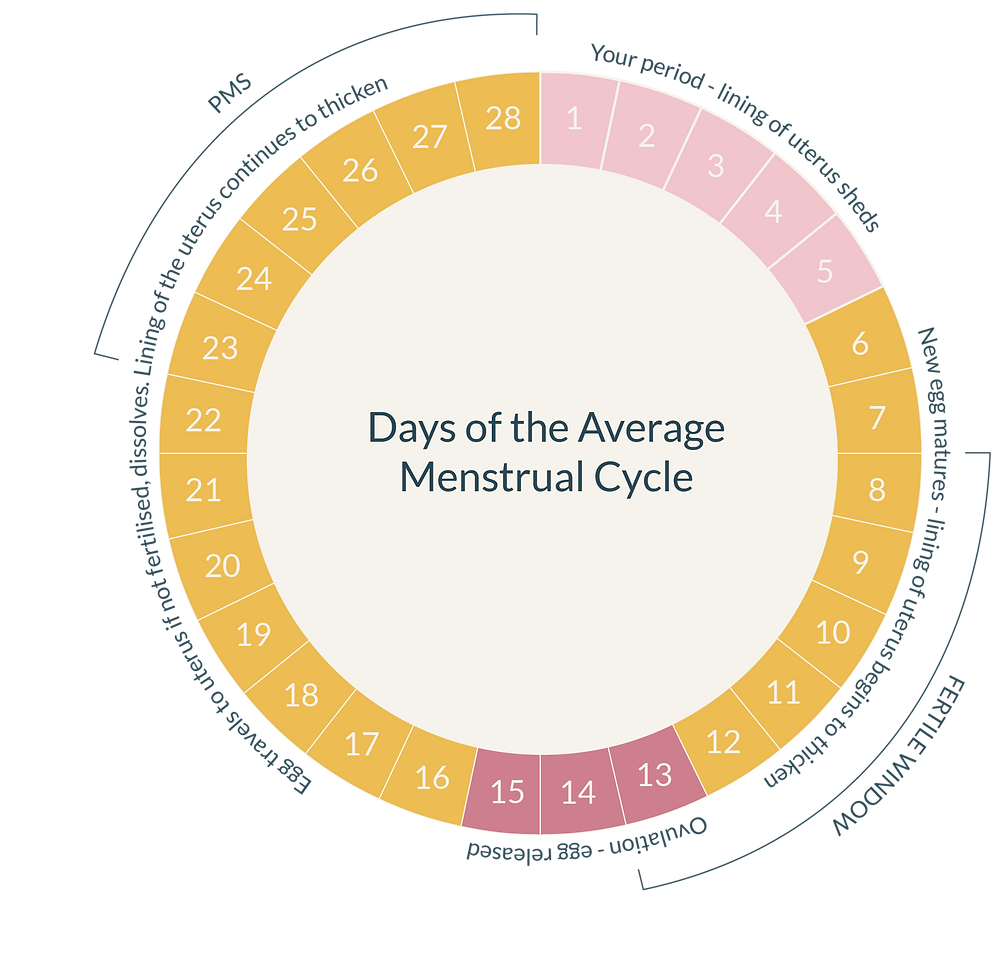 The menstrual cycle